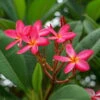 Frangipani, Rosarot, Topf-Ø 18/19 Cm -Stilvoller Gartenbedarfsladen 0210104346 0210104350 0210104666 Plumeria Rubra Rare