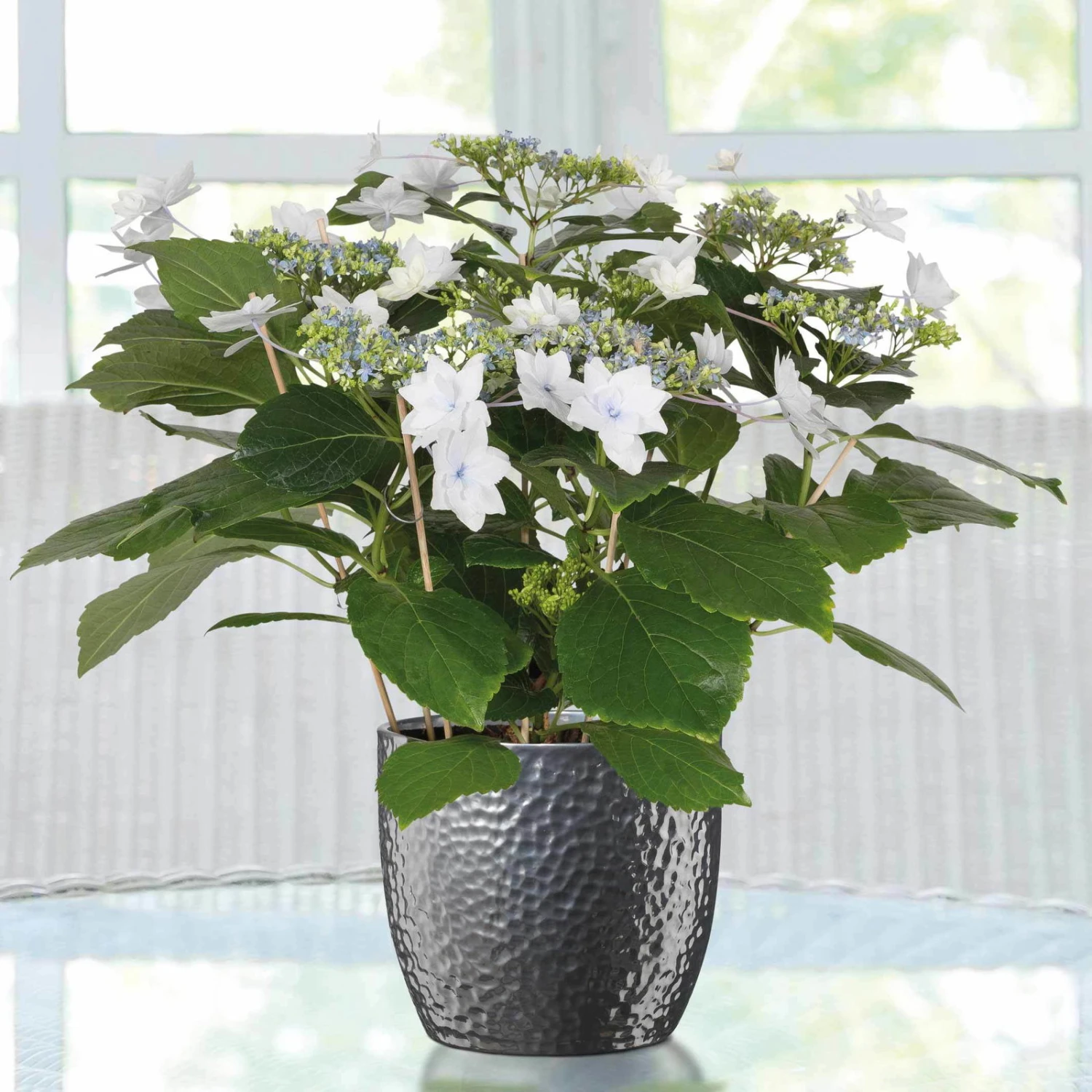 Hortensie Hovaria® 'Feuerwerk', Weiß, Topf-Ø 14 Cm, Höhe Ca. 35 Cm 2 Hortensie Hovaria® 'Feuerwerk', Weiß, Topf-Ø 14 Cm, Höhe Ca. 35 Cm
