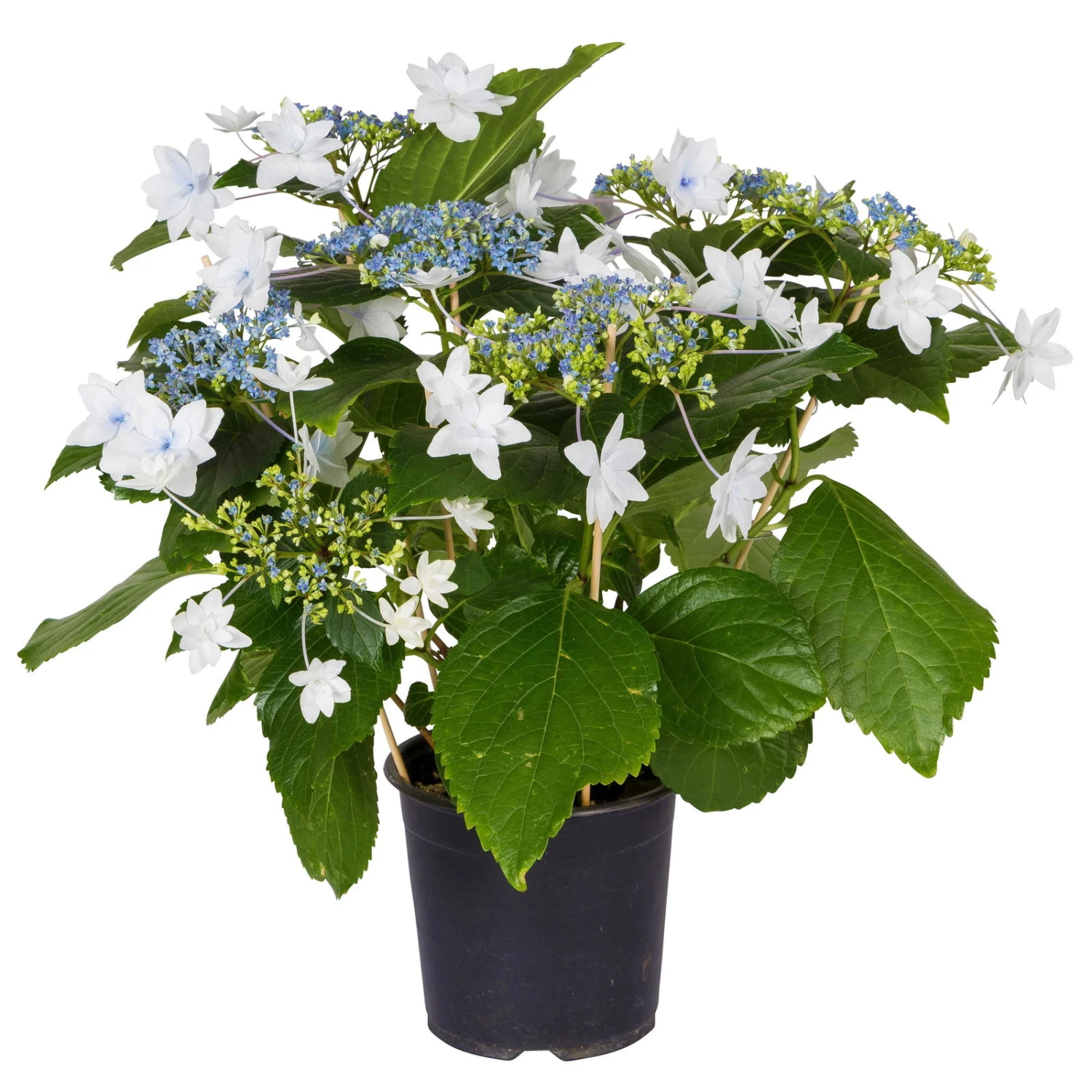 Hortensie Hovaria® 'Feuerwerk', Weiß, Topf-Ø 14 Cm, Höhe Ca. 35 Cm 3 Hortensie Hovaria® 'Feuerwerk', Weiß, Topf-Ø 14 Cm, Höhe Ca. 35 Cm – Bild 2