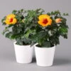 Hibiskus, Graff® 'Petit Orange', Mit Keramiktopf Weiß, Topf-Ø 13 Cm, 2er-Set
