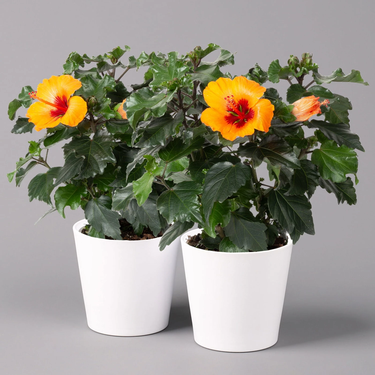Hibiskus, Graff® 'Petit Orange', Mit Keramiktopf Weiß, Topf-Ø 13 Cm, 2er-Set 3 Hibiskus, Graff® 'Petit Orange', Mit Keramiktopf Weiß, Topf-Ø 13 Cm, 2er-Set