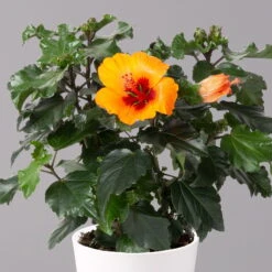 Hibiskus, Graff® 'Petit Orange', Mit Keramiktopf Weiß, Topf-Ø 13 Cm, 2er-Set 12 Hibiskus, Graff® 'Petit Orange', Mit Keramiktopf Weiß, Topf-Ø 13 Cm, 2er-Set -Stilvoller Gartenbedarfsladen 0213100227 Hibiscus Petit Orange mit Topf Dallas weiss 2