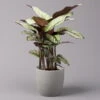 Calathea Majestica 'Whitestar', Topf-Ø 19 Cm, Höhe Ca. 60-80 Cm -Stilvoller Gartenbedarfsladen 0220160078 Calathea majestica Whitestar 1