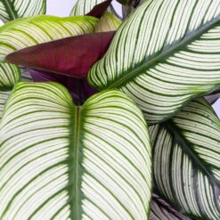 Calathea Majestica 'Whitestar', Topf-Ø 19 Cm, Höhe Ca. 60-80 Cm -Stilvoller Gartenbedarfsladen 0220160078 Calathea majestica Whitestar 4