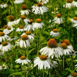 Stilvoller Gartenbedarfsladen -Stilvoller Gartenbedarfsladen 0319100307 Echinacea purpurea Alba 3er Set 15 113907