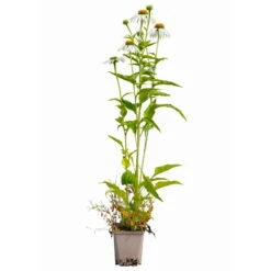 Sonnenhut 'Alba' Weiß, Topf-Ø 11 Cm, 3er-Set -Stilvoller Gartenbedarfsladen 0319100307 Echinacea purpurea Alba 3er Set 16 113964