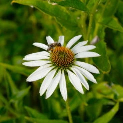 Sonnenhut 'Alba' Weiß, Topf-Ø 11 Cm, 3er-Set -Stilvoller Gartenbedarfsladen 0319100307 Echinacea purpurea Alba 3er Set 21 113908