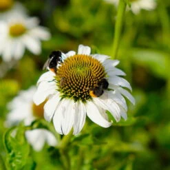 Sonnenhut 'Alba' Weiß, Topf-Ø 11 Cm, 3er-Set -Stilvoller Gartenbedarfsladen 0319100307 Echinacea purpurea Alba 3er Set 8 113909