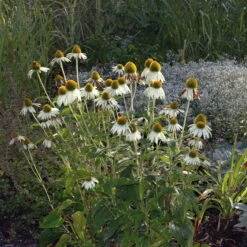 Sonnenhut 'Alba' Weiß, Topf-Ø 11 Cm, 3er-Set -Stilvoller Gartenbedarfsladen 0319100307 Echinacea purpurea Alba 84699