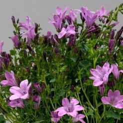 Glockenblume 'Ambella® Pink' Rosa, Topf-Ø 15 Cm, 3er-Set -Stilvoller Gartenbedarfsladen 0319200163 campanula ambella pink 1 124075