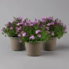 Glockenblume 'Ambella® Pink' Rosa, Topf-Ø 15 Cm, 3er-Set -Stilvoller Gartenbedarfsladen 0319200163 campanula ambella pink 2 124072