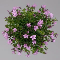 Glockenblume 'Ambella® Pink' Rosa, Topf-Ø 15 Cm, 3er-Set -Stilvoller Gartenbedarfsladen 0319200163 campanula ambella pink 3 124074