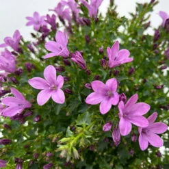 Glockenblume 'Ambella® Pink' Rosa, Topf-Ø 15 Cm, 3er-Set -Stilvoller Gartenbedarfsladen 0319200163 campanula ambella pink 10 123849