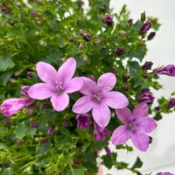 Glockenblume 'Ambella® Pink' Rosa, Topf-Ø 15 Cm, 3er-Set -Stilvoller Gartenbedarfsladen 0319200163 campanula ambella pink 11 123851