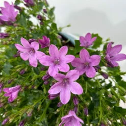 Glockenblume 'Ambella® Pink' Rosa, Topf-Ø 15 Cm, 3er-Set -Stilvoller Gartenbedarfsladen 0319200163 campanula ambella pink 12 123850