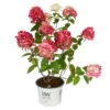 Rispenhortensie 'Fire Light'®, Rot, 3er-Set, Höhe 40-60 Cm, Topf 5 Liter -Stilvoller Gartenbedarfsladen 0415300402 Hydrangea pan Fire Light 3er Set Proven Winners 107687