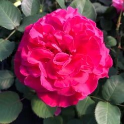 Stammrose 'Kölle's Rosensymphonie'®, Edelrose, Stammhöhe 60 Cm Im 7,5 Liter Topf -Stilvoller Gartenbedarfsladen 0460100701 KB Koelles Rosensymphonie Edelrose Cont 6l 02 51150