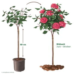 Stammrose 'Kölle's Rosensymphonie'®, Edelrose, Stammhöhe 60 Cm Im 7,5 Liter Topf -Stilvoller Gartenbedarfsladen 046080 Rosenstamm pink 122127