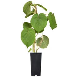 Männliche Kiwi 'Atlas', Topf-Ø 15 Cm, 2er-Set -Stilvoller Gartenbedarfsladen 0480960140 0480960141 0480960142 Golden Kiwi Altas 87663 1