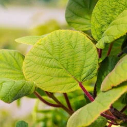 Grünfruchtige Kiwi 'Hayward', 2er-Set, Topf 15 Cm Ø -Stilvoller Gartenbedarfsladen 0480960141 0480960142 Hayward 87665