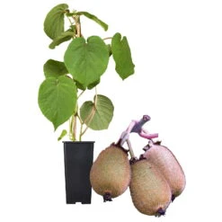 Grünfruchtige Kiwi 'Hayward', 2er-Set, Topf 15 Cm Ø -Stilvoller Gartenbedarfsladen 0480960141 Kiwi Hayward Set inkl Befruchtersorte neu 88605
