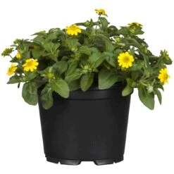 Husarenknöpfchen Gelb, Topf-Ø 12 Cm, 6er-Set -Stilvoller Gartenbedarfsladen 0610100197 Sanvitalia Husarenknoepfchen2 71878