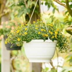 Husarenknöpfchen Gelb, Topf-Ø 12 Cm, 6er-Set -Stilvoller Gartenbedarfsladen 0610100197 Sanvitalia Husarenknoepfchen 71880