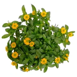 Husarenknöpfchen Gelb, Topf-Ø 12 Cm, 6er-Set -Stilvoller Gartenbedarfsladen 0610103465 Sanvitalia procumbens T12 3er Set 8 78636