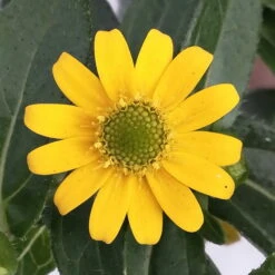 Husarenknöpfchen Gelb, Topf-Ø 12 Cm, 6er-Set -Stilvoller Gartenbedarfsladen 0610103465 Sanvitalia procumbens T12 3er Set 9 78700