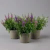 Angelonia 'Trio' Rosa-weiß-lila/blau, Topf-Ø 15 Cm, 3er-Set