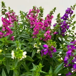 Angelonia 'Trio' Rosa-weiß-lila/blau, Topf-Ø 15 Cm, 3er-Set -Stilvoller Gartenbedarfsladen 0610103733 Angelonia trio T15 3er Set 12 125836