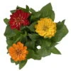 Zinnie 'Trio' Bunt, Mix Nach Verfügbarkeit, Topf-Ø 12 Cm, 6er-Set -Stilvoller Gartenbedarfsladen 0610420117 Zinnia elegans Trio T13 nach Verfuegbarkeit 6er Set 12 112500