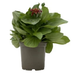 Zinnie 'Trio' Bunt, Mix Nach Verfügbarkeit, Topf-Ø 12 Cm, 6er-Set -Stilvoller Gartenbedarfsladen 0610420117 Zinnia elegans Trio T13 nach Verfuegbarkeit 6er Set 1 112498