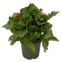 Zinnie 'Trio' Bunt, Mix Nach Verfügbarkeit, Topf-Ø 12 Cm, 6er-Set -Stilvoller Gartenbedarfsladen 0610420117 Zinnia elegans Trio T13 nach Verfuegbarkeit 6er Set 6 112499