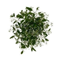 Zauberschnee™ 'Diamond Frost™' Weiß, Topf-Ø 12 Cm, 6er-Set -Stilvoller Gartenbedarfsladen 0610500544 Euphorbia T12 Diamond Frost 6er Set WS 7 94610