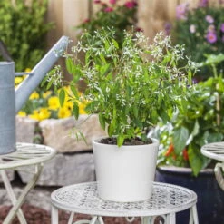 Zauberschnee™ 'Diamond Frost™' Weiß, Topf-Ø 12 Cm, 6er-Set -Stilvoller Gartenbedarfsladen 0610500544 Euphorbia T12 Diamond Frost Stimmungsbild 1 93703