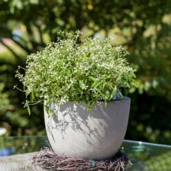 Zauberschnee™ 'Diamond Frost™' Weiß, Topf-Ø 12 Cm, 6er-Set -Stilvoller Gartenbedarfsladen 0610500544 Euphorbia T12 Diamond Frost Stimmungsbild 2 93705