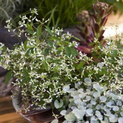 Zauberschnee™ 'Diamond Frost™' Weiß, Topf-Ø 12 Cm, 6er-Set -Stilvoller Gartenbedarfsladen 0610500544 Euphorbia T12 Diamond Frost Stimmungsbild 3 93704