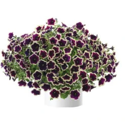 Petunien 'Cascadias™ Rim Magenta', Dunkel&creme, Hängend, Topf-Ø 13 Cm, 6er-Set -Stilvoller Gartenbedarfsladen 0613170111 KB Petunia T13 Cascadias Rim Magenta 6er Set 1 110755