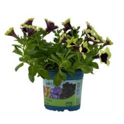 Petunien 'Cascadias™ Rim Magenta', Dunkel&creme, Hängend, Topf-Ø 13 Cm, 6er-Set -Stilvoller Gartenbedarfsladen 0613170111 KB Petunia T13 Cascadias Rim Magenta 6er Set WS 2 110951