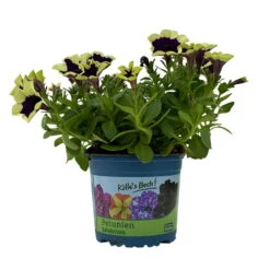 Petunien 'Cascadias™ Rim Magenta', Dunkel&creme, Hängend, Topf-Ø 13 Cm, 6er-Set -Stilvoller Gartenbedarfsladen 0613170111 KB Petunia T13 Cascadias Rim Magenta 6er Set WS 4 110952