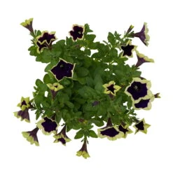 Petunien 'Cascadias™ Rim Magenta', Dunkel&creme, Hängend, Topf-Ø 13 Cm, 6er-Set -Stilvoller Gartenbedarfsladen 0613170111 KB Petunia T13 Cascadias Rim Magenta 6er Set WS 6 110954