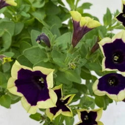 Petunien 'Cascadias™ Rim Magenta', Dunkel&creme, Hängend, Topf-Ø 13 Cm, 6er-Set -Stilvoller Gartenbedarfsladen 0613170111 KB Petunia T13 Cascadias Rim Magenta 6er Set WS 8 110844