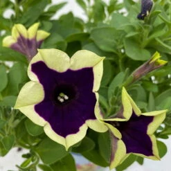 Petunien 'Cascadias™ Rim Magenta', Dunkel&creme, Hängend, Topf-Ø 13 Cm, 6er-Set -Stilvoller Gartenbedarfsladen 0613170111 KB Petunia T13 Cascadias Rim Magenta 6er Set WS 9 110845