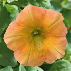 Petunie 'Famous Apricot' Orange-gelb, Hängend, Topf-Ø 13 Cm, 6er-Set -Stilvoller Gartenbedarfsladen 0613170178 petunia famous apricot 1 122812