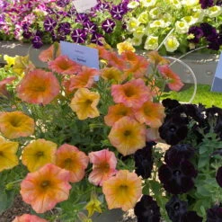 Petunie 'Famous Apricot' Orange-gelb, Hängend, Topf-Ø 13 Cm, 6er-Set -Stilvoller Gartenbedarfsladen 0613170178 petunia famous apricot 3 122811