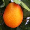 Kumquat-Clementine 'Kucle', Ministamm, Topf-Ø 15 Cm, Höhe Ca. 40 Cm -Stilvoller Gartenbedarfsladen 0630100665 KB Citrus Spalier T15 Kucle farbiger Topf H40 1 78896