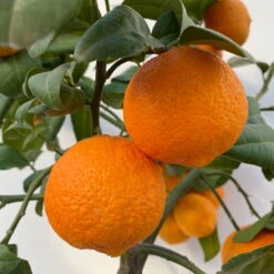 Limette' Lima Rossa', Topf-Ø 22 Cm Stamm, Höhe Ca. 70 Cm -Stilvoller Gartenbedarfsladen 0630100707 KB Citrus latifolia Stamm T22 10 104222