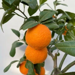 Limette' Lima Rossa', Topf-Ø 22 Cm Stamm, Höhe Ca. 70 Cm -Stilvoller Gartenbedarfsladen 0630100707 KB Citrus latifolia Stamm T22 6 104223