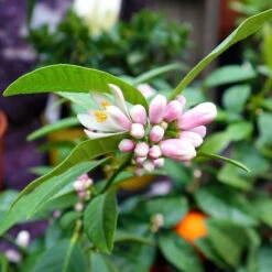 Limette' Lima Rossa', Topf-Ø 22 Cm Stamm, Höhe Ca. 70 Cm -Stilvoller Gartenbedarfsladen 0630100728 KB Citrus latifolia Stamm T22 Lima Rossa H70 80 WS 98321